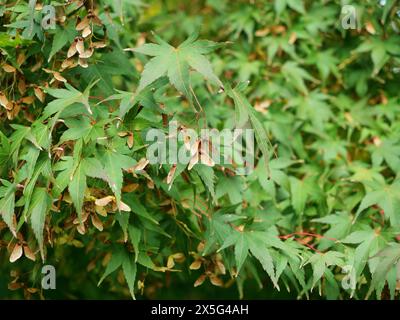 japanischer Ahorn (Acer palmatum) ist ein beliebter Zierbaum mit markantem Laub und eleganter Wuchsform, ideal für Garten- und Landschaftsgestaltung Stockfoto