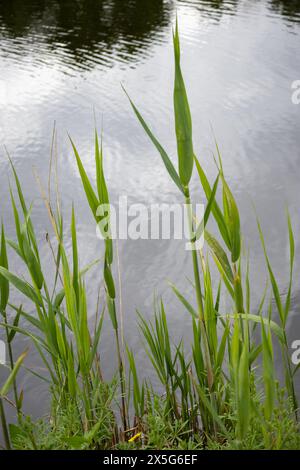 Landschaftlich schöner Blick auf den Comana-See, Teil des Naturparks Comana, in der Nähe von Bukarest, Rumänien. Stockfoto