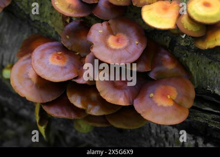 Funeral Bell, Galerina marginata, Hymenogastraceae. Giftiger Waldpilz. Ashridge, Hertfordshire, Großbritannien. Stockfoto