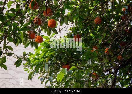 Orangen, Athen, Griechenland Stockfoto