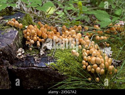 Glitzernde Inkcap Pilze, Coprinellus Micaceus, Psathyrellaceae. Zuvor Coprinus Micaceus, Coprinaceae. Stockfoto