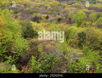 Ein im Frühling dichter Wald mit zahlreichen grünen Bäumen unterschiedlicher Höhe. Die Bäume sind üppig, lebendig und dicht zusammengepackt, was ein C schafft Stockfoto