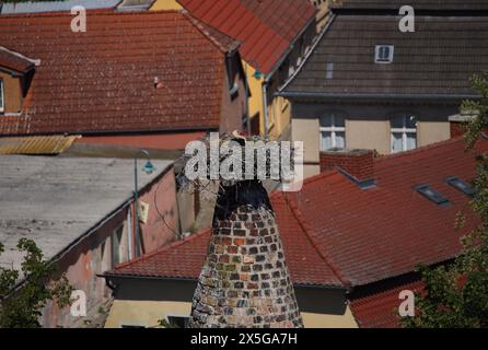 Blick vom Donjon des Bischofs Residenzschloss Ziesar zum Storchturm mit Storch in Ziesar, Vogelperspektive, Bundesland Brandenburg - Deutschland Stockfoto