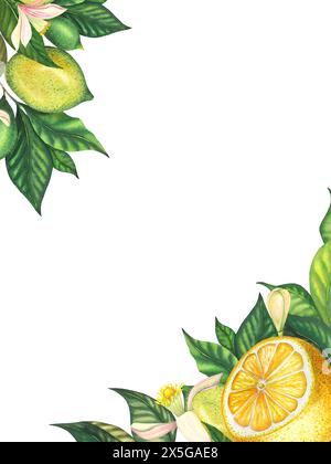 Aquarell Zitronenkartenschablone mit blühenden Limetten und Limettenzweig mit Blättern, rosa Blüten, Limette und grüner Zitrone. Handgemalte gelbe Früchte Stockfoto