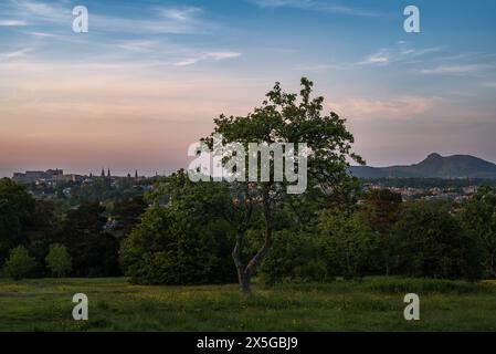 Edinburgh City Skyline, fotografiert vom Hügel mit Wiesenblumen. Das berühmte Edinburgh Castle und Arthur's Seat füllen die Skyline. Stockfoto