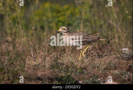 (Burhinus oedicnemus Stone curlew) Stockfoto