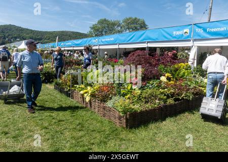 Mai 2024. Das RHS Malvern Spring Festival wurde heute an einem warmen sonnigen Tag eröffnet. Tausende von Besuchern besuchten die jährliche Blumenausstellung auf dem Three Counties Showground in Malvern, Worcestershire, England, Großbritannien. Die Veranstaltung findet über 4 Tage statt und endet am 12. Mai 2024. Stockfoto