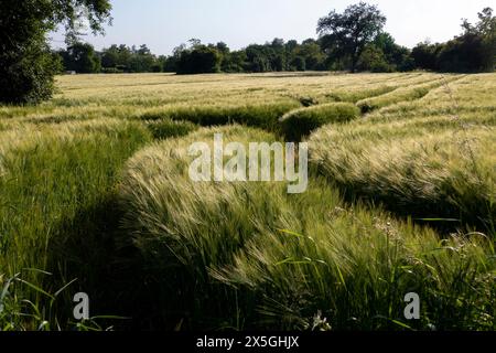 Gerste mit langen Ähren, Getreidefeld im Sommer Stockfoto