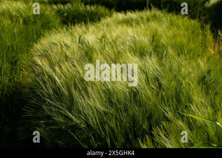 Gerste mit langen Ähren, Getreidefeld im Sommer Stockfoto