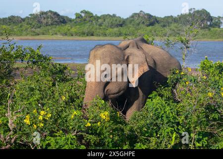 Indische Elefanten in natürlicher Umgebung. Spaziergänge am Ufer eines Teichs an einem sonnigen Tag Stockfoto