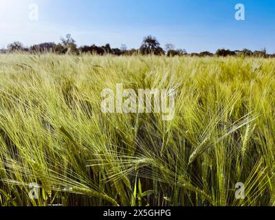 Gerste mit langen Ähren, Getreidefeld im Sommer Stockfoto