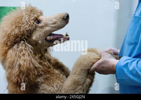 Roter Königspudel großer Hund in Kontakt mit einer nicht erkennbaren Person steht auf seinen Hinterbeinen Stockfoto