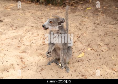 Nahporträt einer erwachsenen weiblichen gekrönten Lemur Eulemur coronatus in der natürlichen Umgebung Madagaskars Stockfoto
