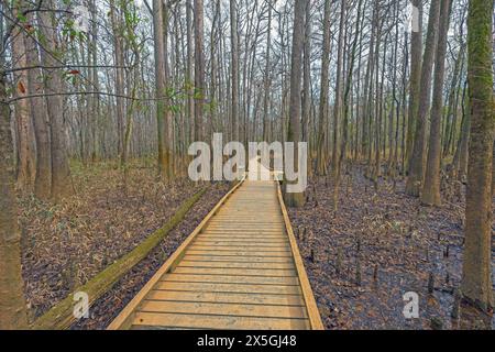 Boardwalk durch einen Hartholz Bottomland Forest im Congaree National Park in South Carolina Stockfoto