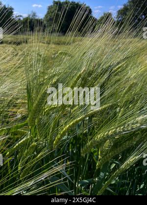 Gerste mit langen Ähren, Getreidefeld im Sommer Stockfoto