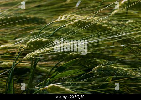 Gerste mit langen Ähren, Getreidefeld im Sommer Stockfoto