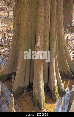 Tief gefurchteter Stamm einer kahlen Zypresse im Congaree National Park in South Carolina Stockfoto