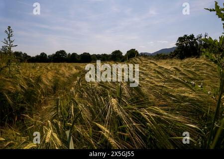 Gerste mit langen Ähren, Getreidefeld im Sommer Stockfoto