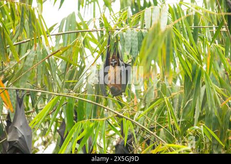 Nahaufnahme hängende Marianenfruchtefledermaus (Pteropus mariannus) am Baum. Naturhintergrund in Sri Lanka. Wilde Tiere in einer natürlichen Umgebung für sich selbst. Stockfoto