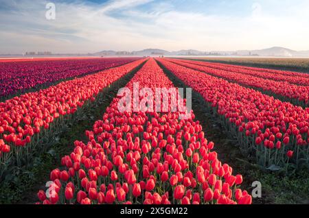 WA24767-00..... WASHINGTON - Tulpenfeld im Skagit Valley. Stockfoto