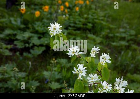 WA24802-00....WASHINGTON - Service Beere (Amelanchier alnifolia) auch bekannt als Schattenbusch, Schattenholz oder Schattenblas, Service Beere oder Sarvis Beere. Stockfoto