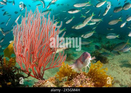 Roter Gorgon, Lophogorgia chilensis, wächst in einem Riesentang, Macrocystis pyrifera, Wald, mit weiblichem kalifornischen Schäferhund, Semicossyphus pulcher, Stockfoto