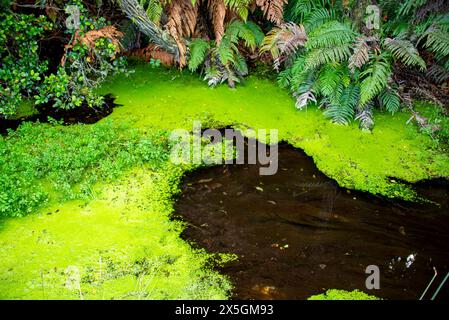 Grüne Algen im Waimangu Volcanic Valley - Neuseeland Stockfoto