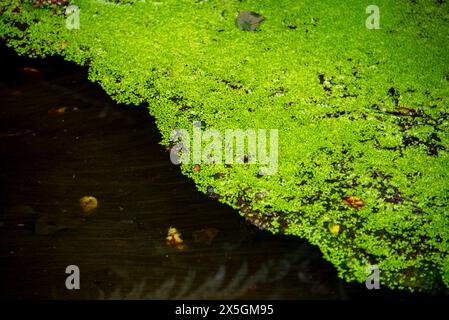 Grüne Algen im Waimangu Volcanic Valley - Neuseeland Stockfoto