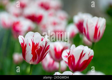 Ein Haufen roter und weißer Blumen mit ein paar weißen Blüten in der Mitte. Die Blumen sind auf einem Feld und von grünem Gras umgeben Stockfoto