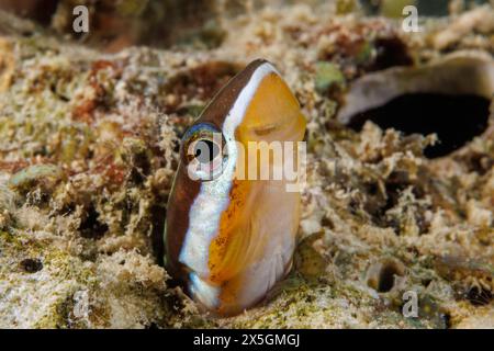 Bluestriped Fangblenny, Plagiotremus Rhinorhynchos, die aus ihrem Loch schauen, Guam, Föderierte Staaten von Mikronesien. Dieser Blenny ernährt sich von der Haut und s Stockfoto