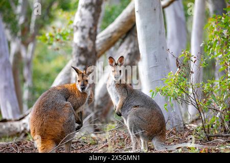 Rotes Känguru (Osphranter rufus) und östliches graues Känguru (Macropus giganteu) sitzen zusammen und schauen in die Kamera, Turon National Park, Australien Stockfoto