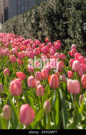Eine Reihe rosa Tulpen in einem Garten. Die Blüten sind in voller Blüte und in einer ordentlichen Reihe angeordnet. Der Garten ist von einer Hecke umgeben, die ihm einen Sinn verleiht Stockfoto