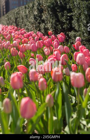 Eine Reihe rosa Tulpen in einem Garten. Die Blüten sind in voller Blüte und in einer ordentlichen Reihe angeordnet. Der Garten ist von einer Hecke umgeben, die ihm einen Sinn verleiht Stockfoto