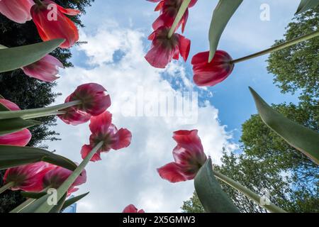 Eine Gruppe roter Tulpen steht im Vordergrund eines blauen Himmels. Die Blüten sind kreisförmig angeordnet, wobei sich einige von ihnen überlagern Stockfoto