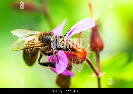 Europäische Honigbiene, APIs mellifera, Biene auf rosa Blüten Stockfoto