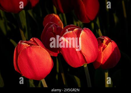 WA25178-00...WASHINGTON - Rote Tulpen in der Morgensonne im Skagit River Flood Plain nahe Mount Vernon. Stockfoto
