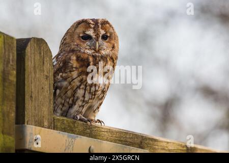 Captive Tawny Owl (Strix aluco) sitzt tagsüber am Holztor im British Wildlife Centre, Newchapel, Lingfield, Surrey, Vereinigtes Königreich. Stockfoto