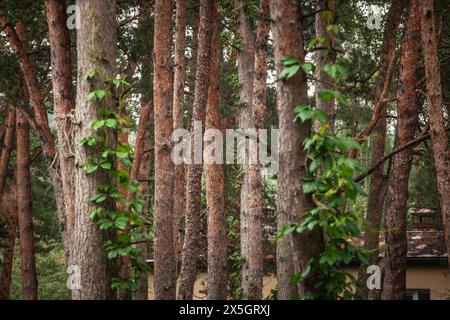 Eine ruhige lettische Waldszene mit den reichen Texturen und vertikalen Linien von Kiefern- und Tannenstämmen. Üppig grüne Blätter und Wildgewächse aus dem Wald Stockfoto