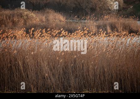 Bild von phragmiten, die in einem serbischen See in Duboki Potok bei Barajevo wachsen. Phragmites australis, auch bekannt als gewöhnliches Schilf, ist eine Flohart Stockfoto