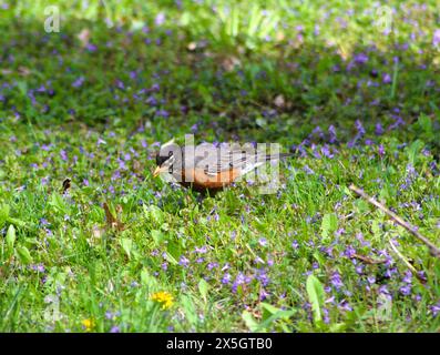 Robin im Gras, wachsam, füttert Stockfoto