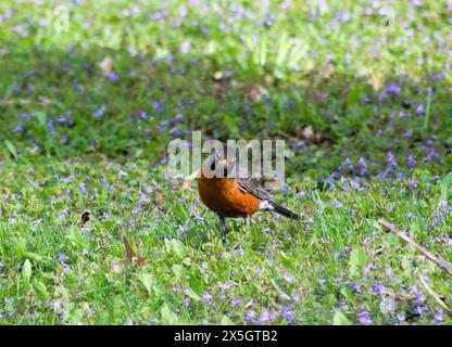 Robin im Gras, wachsam, füttert Stockfoto