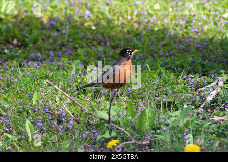 Robin im Gras, wachsam, füttert Stockfoto