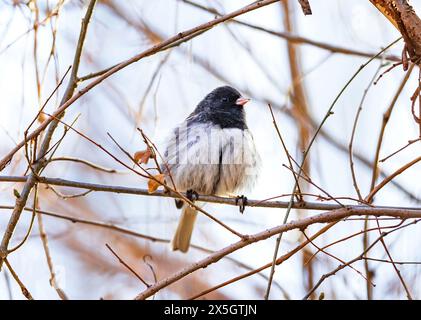 Ein dunkeläugiger Junco, der die Winterkälte abschüttelt, indem er seine Federn blättert. Stockfoto