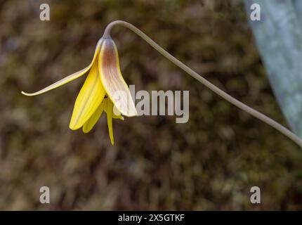 Gelbe Forelle Lilie Nahaufnahme Stockfoto