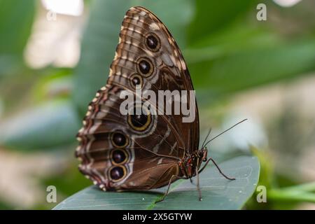 Nahaufnahme des wunderschönen Blue Morpho Butterfly landet auf einem grünen Blatt im Schmetterlingsatrium Stockfoto