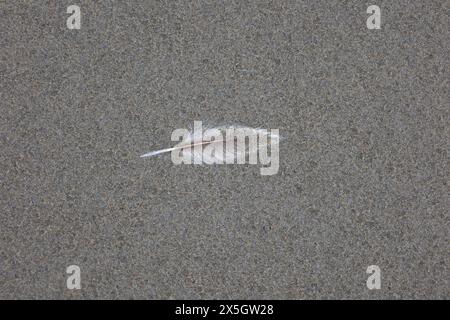 Einsame Vogelfedern liegen am Sandstrand Stockfoto