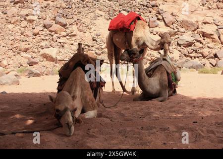 Petra Jordan und die umliegende Landschaft Stockfoto