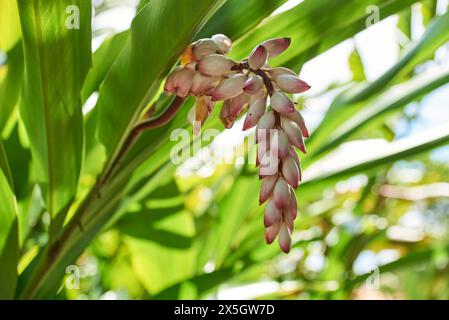 Blume von Alpinia zerumbet, bekannt als MuschelIngwer, rosa Porzellanlilie, variiertem Ingwer oder leichter Galgant, eine ausdauernde asiatische Zierpflanze. Stockfoto