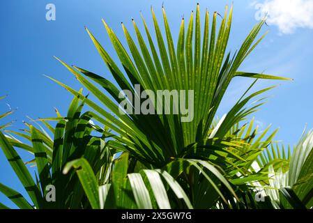 Panama-Hutpflanze oder Toquilla-Palme, Carludovica palmata, eine palmenartige Pflanze, die in Mittel- und Südamerika angebaut wird, um ihre Fasern zum Weben von zu verwenden Stockfoto