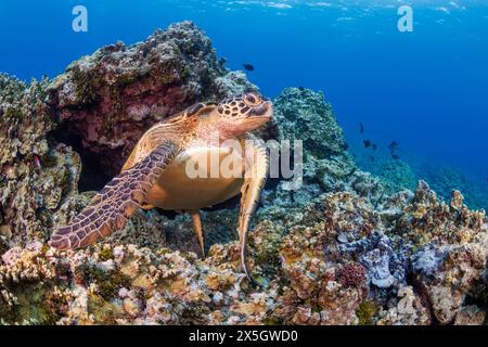 Eine grüne Meeresschildkröte, Chelonia mydas, über dem Riff vor dem Gun Beach auf der Insel Guam in Mikronesien. Das ist eine vom Aussterben bedrohte Spezies. Stockfoto